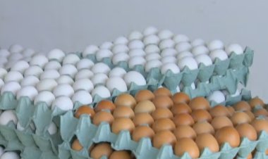 Ovo, frango ou carne? Saiba como equilibrar preço e valor nutricional das proteínas diante da alta dos alimentos